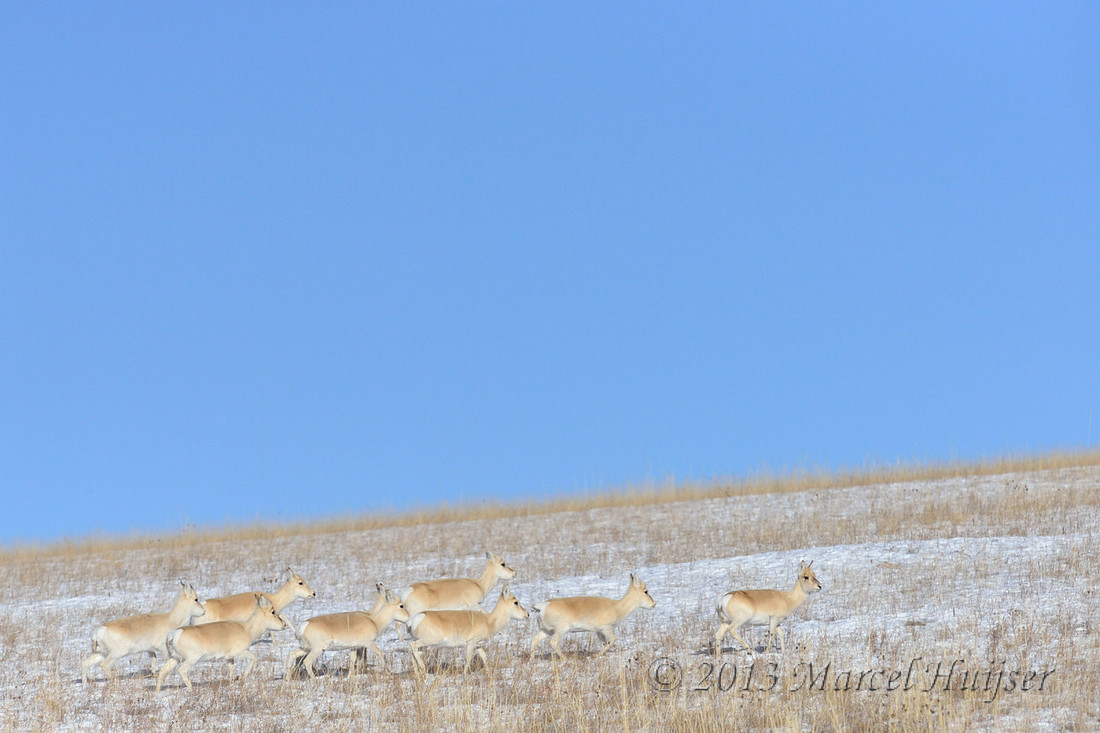 Asian wildlife: Mongolian gazelles (Procapra gutturosa) in winter habitat, Khentii, Mongoli