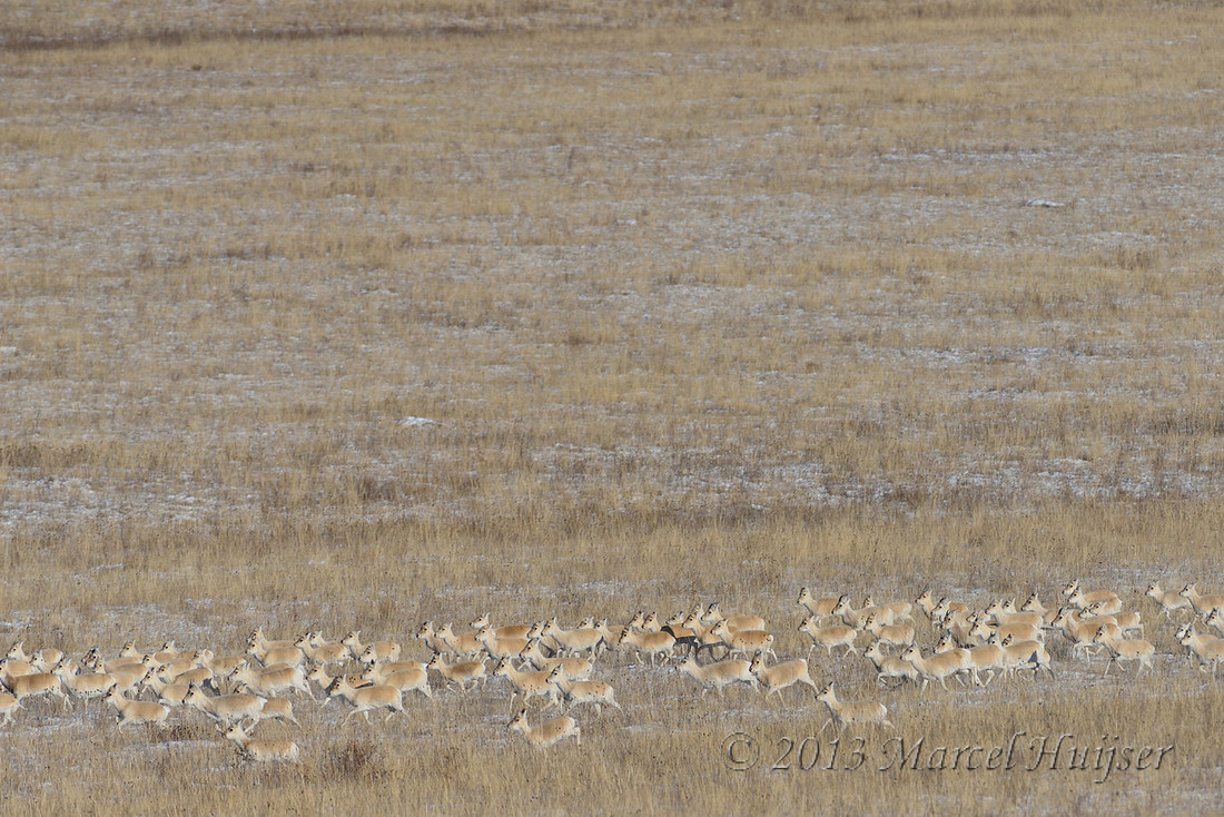 Asian wildlife: Mongolian gazelles (Procapra gutturosa) in winter habitat, Khentii, Mongolia.