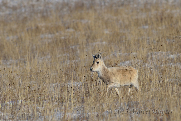Mongolian gazelles (Procapra gutturosa), near Norovlin, Khentii, Mongolia