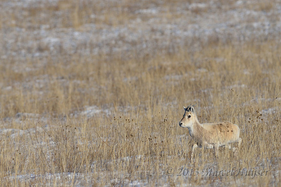 Mongolian gazelles (Procapra gutturosa), near Norovlin, Khentii, Mongolia