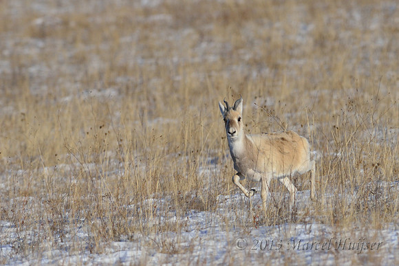 Mongolian gazelles (Procapra gutturosa), near Norovlin, Khentii, Mongolia