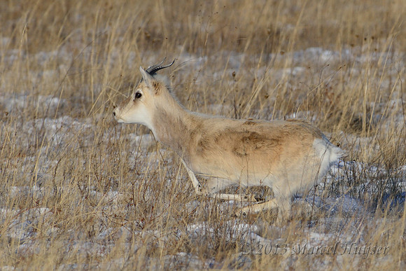 Mongolian gazelles (Procapra gutturosa), near Norovlin, Khentii, Mongolia