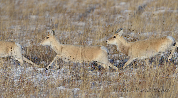 Mongolian gazelles (Procapra gutturosa), near Norovlin, Khentii, Mongolia