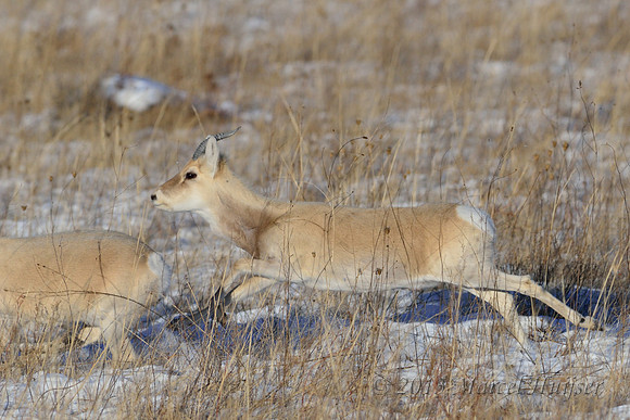 Mongolian gazelles (Procapra gutturosa), near Norovlin, Khentii, Mongolia