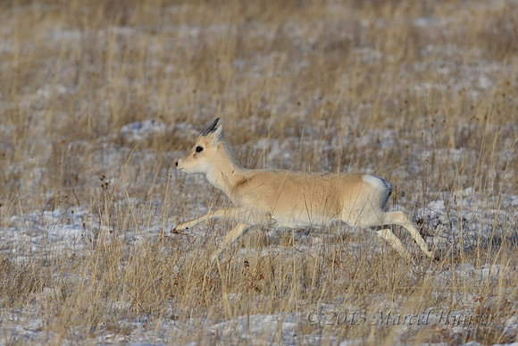 Mongolian gazelles (Procapra gutturosa), near Norovlin, Khentii, Mongolia