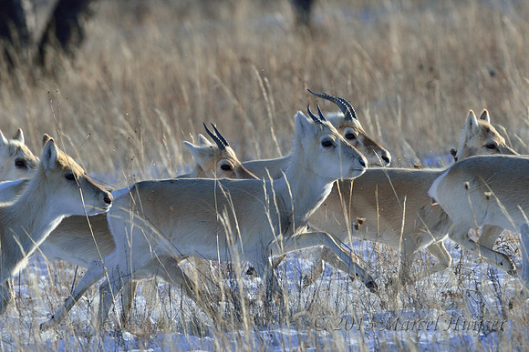 Mongolian gazelles (Procapra gutturosa), near Norovlin, Khentii, Mongolia