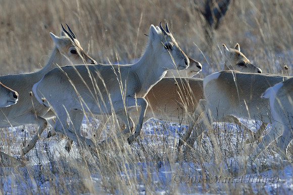 Mongolian gazelles (Procapra gutturosa), near Norovlin, Khentii, Mongolia