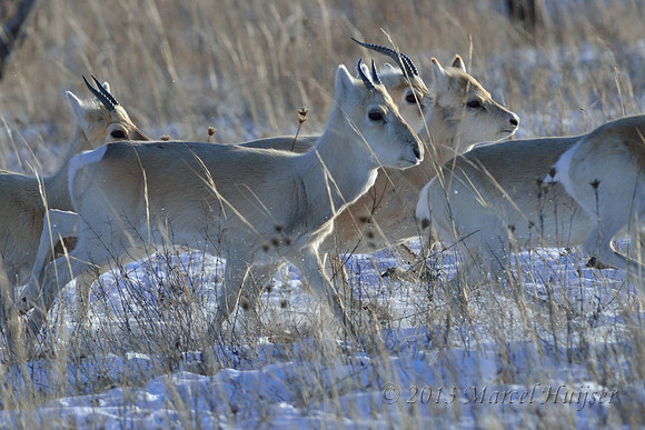 Mongolian gazelles (Procapra gutturosa), near Norovlin, Khentii, Mongolia