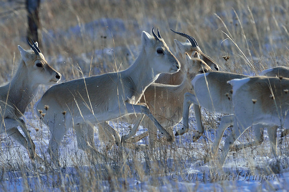 Mongolian gazelles (Procapra gutturosa), near Norovlin, Khentii, Mongolia