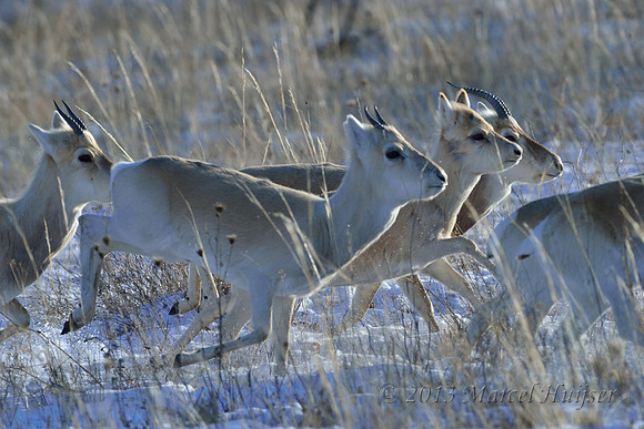 Mongolian gazelles (Procapra gutturosa), near Norovlin, Khentii, Mongolia