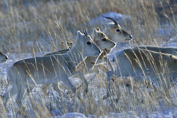 Mongolian gazelles (Procapra gutturosa), near Norovlin, Khentii, Mongolia