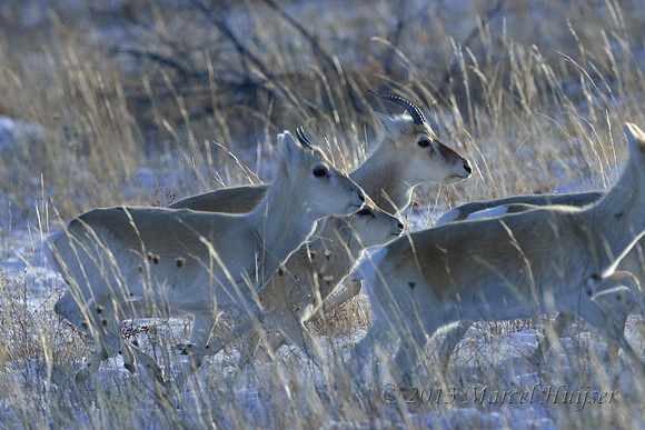 Mongolian gazelles (Procapra gutturosa), near Norovlin, Khentii, Mongolia