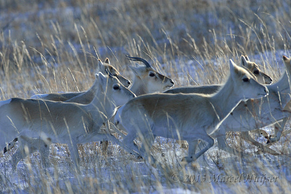 Mongolian gazelles (Procapra gutturosa), near Norovlin, Khentii, Mongolia