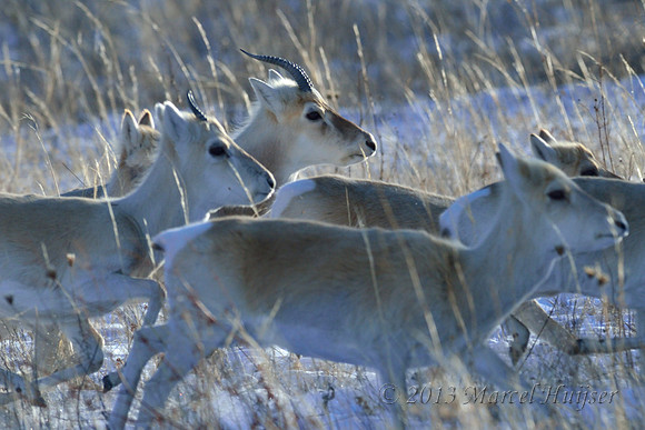 Mongolian gazelles (Procapra gutturosa), near Norovlin, Khentii, Mongolia