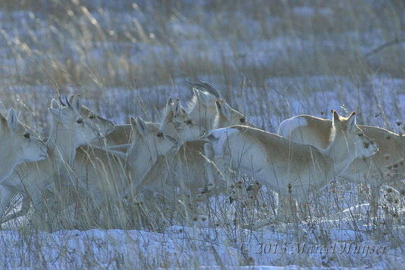 Mongolian gazelles (Procapra gutturosa), near Norovlin, Khentii, Mongolia