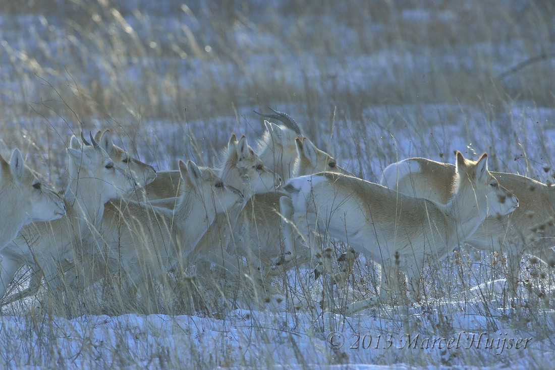 Mongolian gazelles (Procapra gutturosa) running, near Norovlin, Khentii, Mongolia