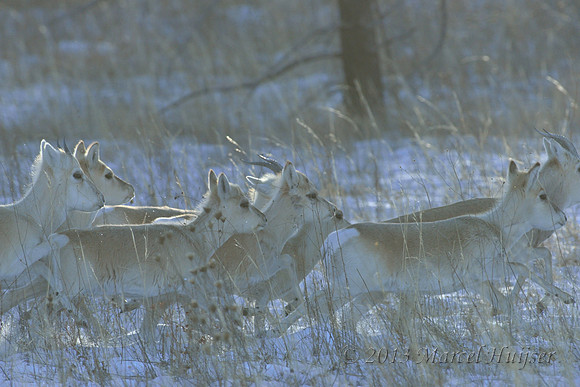 Mongolian gazelles (Procapra gutturosa), near Norovlin, Khentii, Mongolia