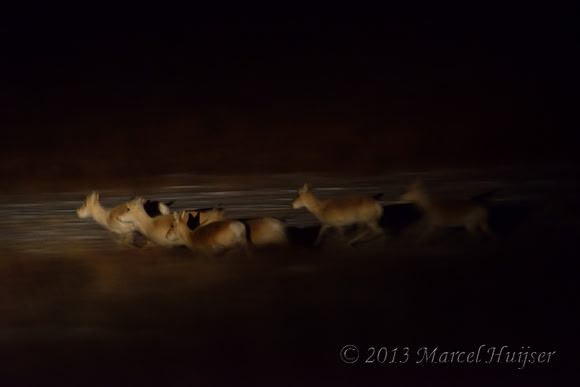 Mongolian gazelles (Procapra gutturosa) at night, near Norovlin, Khentii, Mongolia