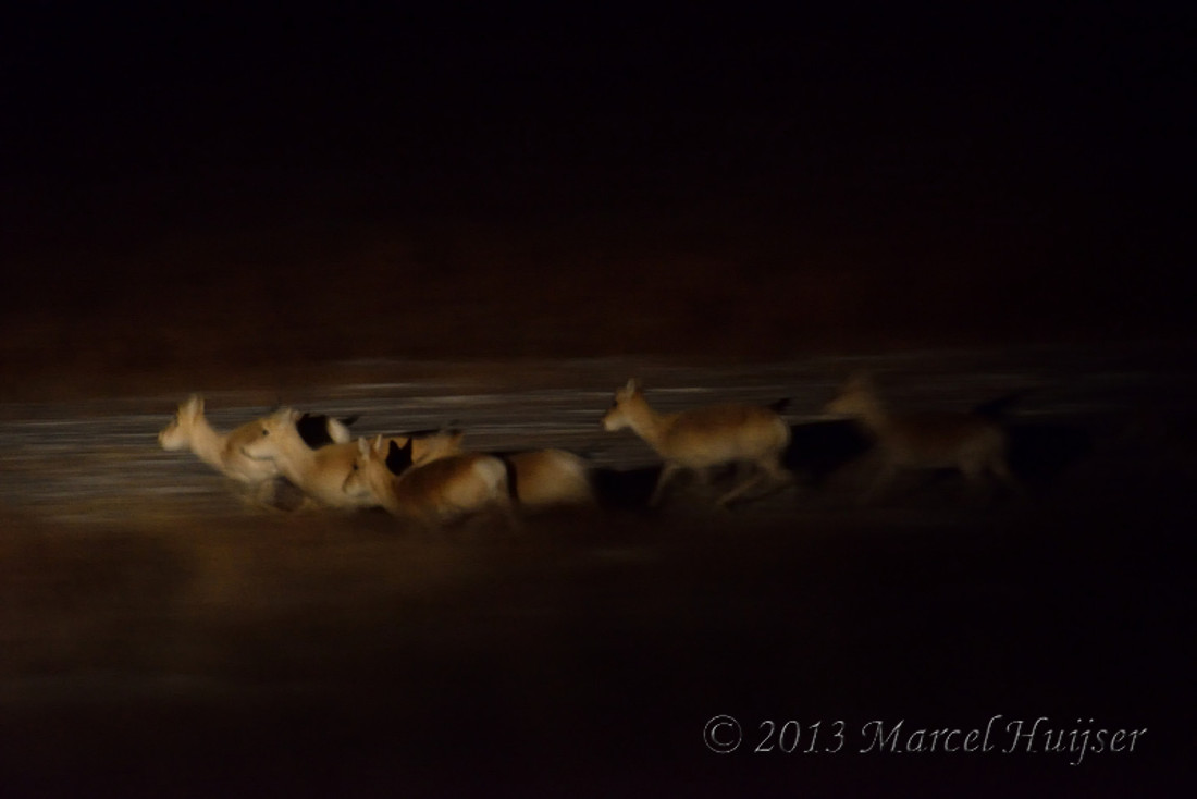 Asian wildlife: Mongolian gazelles (Procapra gutturosa) at night, near Norovlin, Khentii, Mongolia