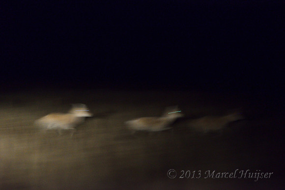 Mongolian gazelles (Procapra gutturosa) at night, near Norovlin, Khentii, Mongolia