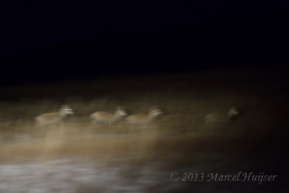 Mongolian gazelles (Procapra gutturosa) at night, near Norovlin, Khentii, Mongolia