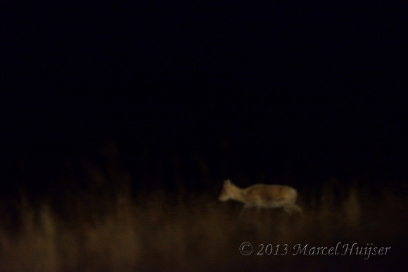 Mongolian gazelles (Procapra gutturosa) at night, near Norovlin, Khentii, Mongolia