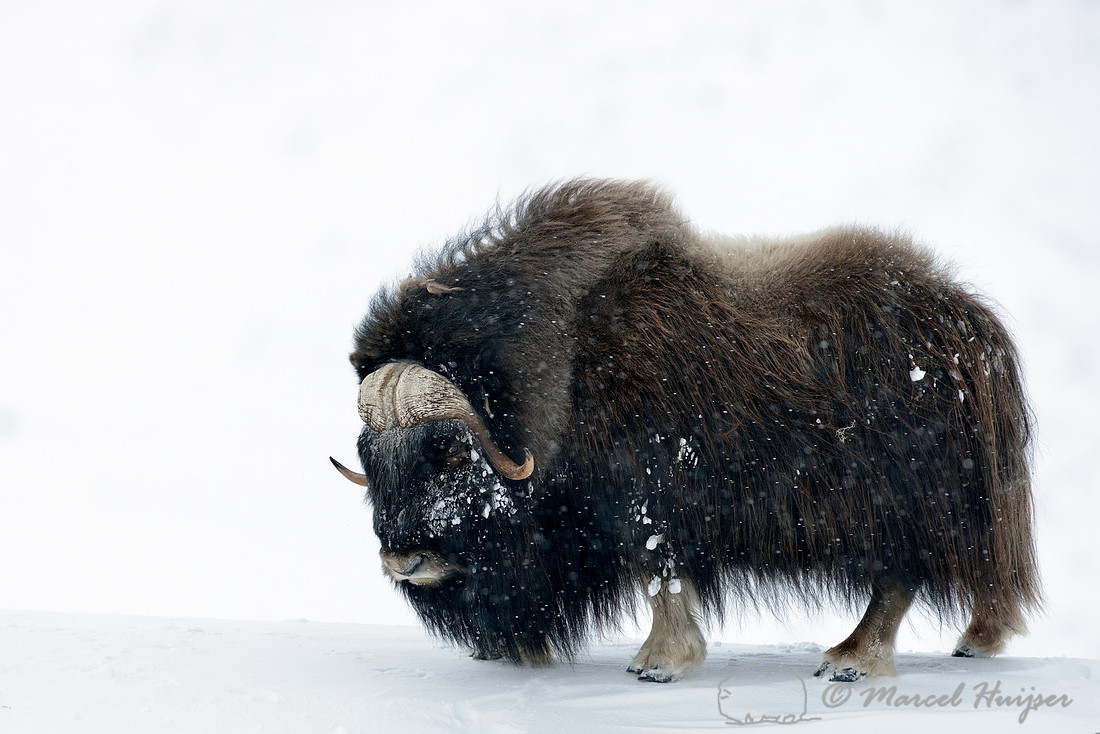 LIMITED EDITION Muskox (Ovibos moschatus) in a snowy lanscape, Dovrefjell National Park, Norway