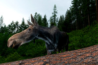 American moose (Alces americanus) at the fallen ponderosa pine,