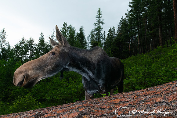 American moose (Alces americanus) at the fallen ponderosa pine,
