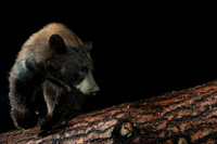 Two-toned American black bear (Ursus americanus) at the fallen p