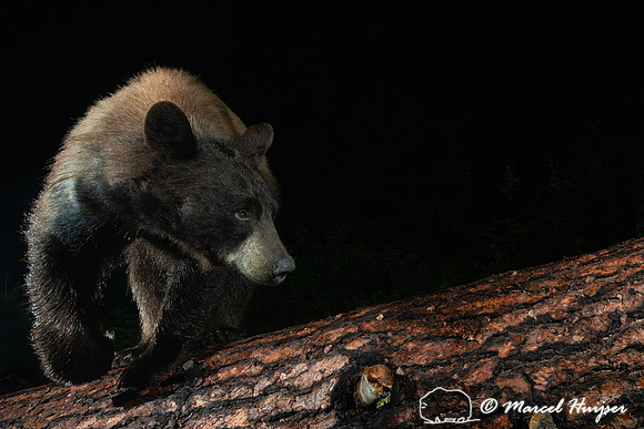 Two-toned American black bear (Ursus americanus) at the fallen p