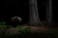 Grizzly bear (Ursus arctos horribilis), at the bear rub tree, Mo