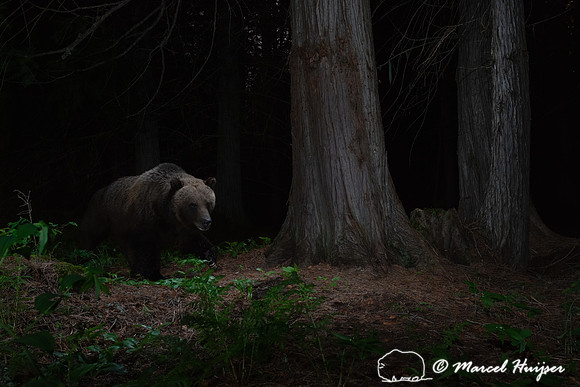 Grizzly bear (Ursus arctos horribilis), at the bear rub tree, Mo