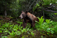 Two-toned American black bear (Ursus americanus) at the alder ar