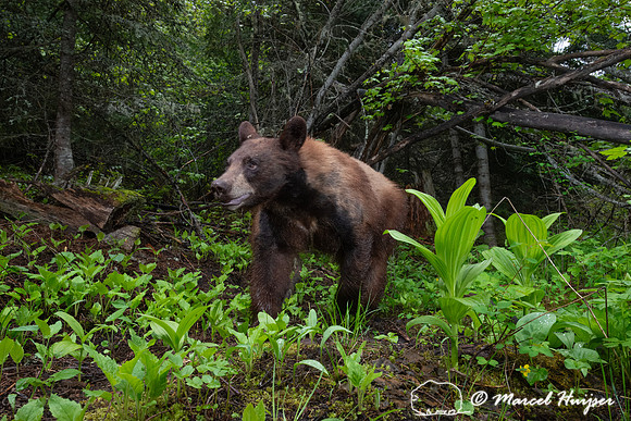Two-toned American black bear (Ursus americanus) at the alder ar