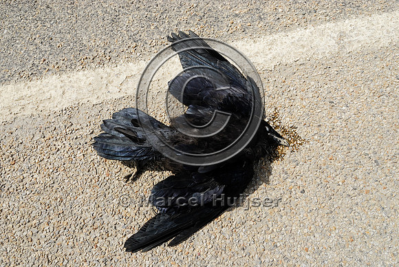 Common Raven (Corvus corax) roadkill, Montana, USA