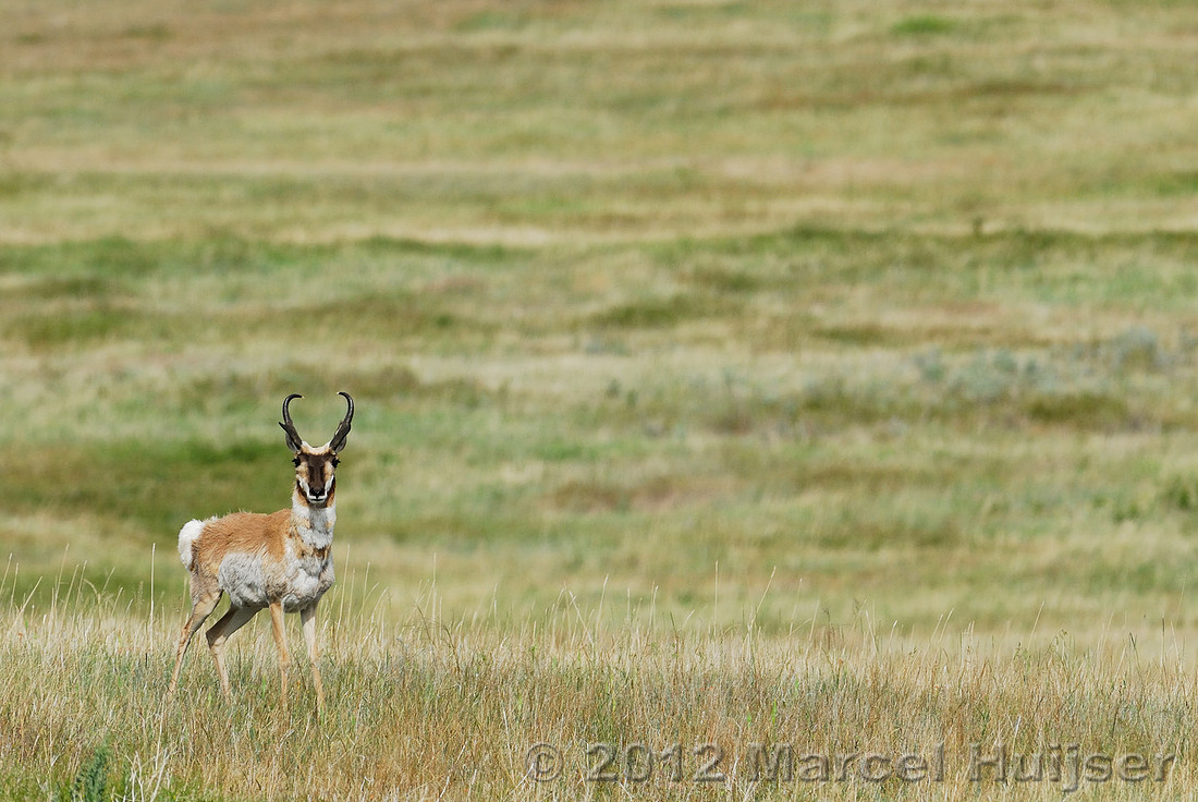 Pronghorn (Antilocapra americana) buck in a grassland, Montana, USA