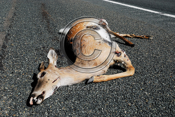 White-tailed deer buck (Odocoileus virginianus) roadkill, MT