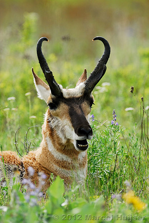 Pronghorn (Antilocapra americana) buck, ruminating, Montana, USA
