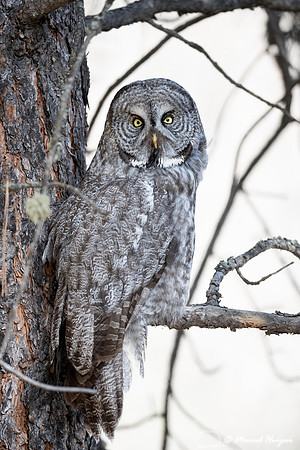 Great gray owl (Strix nebulosa), Montana
