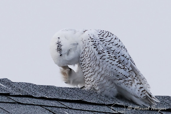 Snowy Owl (Bubo scandiacus), Montana, USA