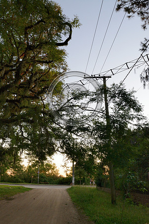 Canopy crossing for brown howler monkeys (Alouatta guariba clamitans), near Porto Alegre, Rio Grande do Sul, Brazil