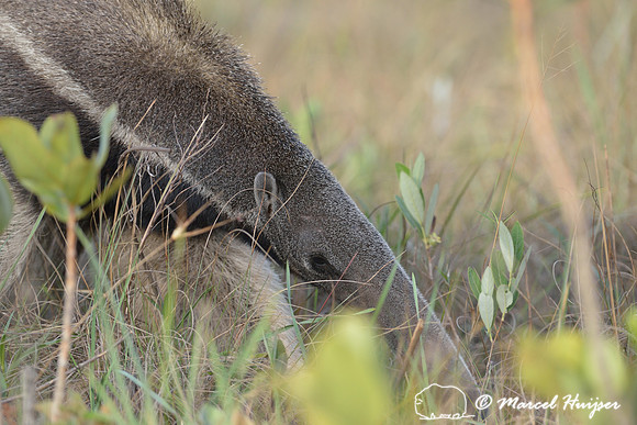 Giant anteater (Myrmecophaga tridactyla), Parque Nacional da Serra da Canastra, Minas Gerais, Brazil