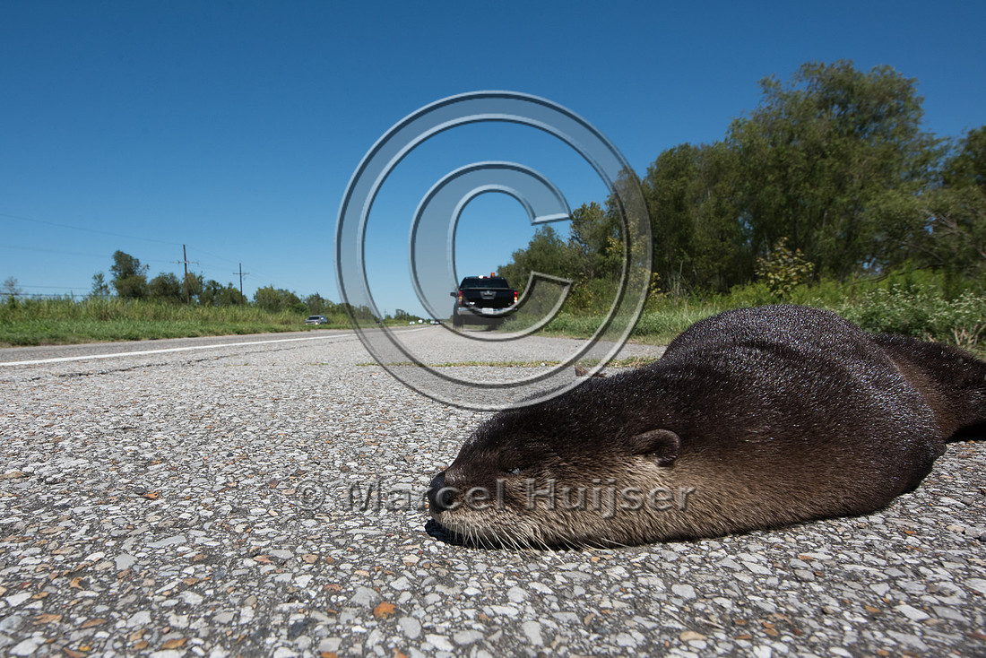 North American river otter (Lontra canadensis) roadkill, Louisia