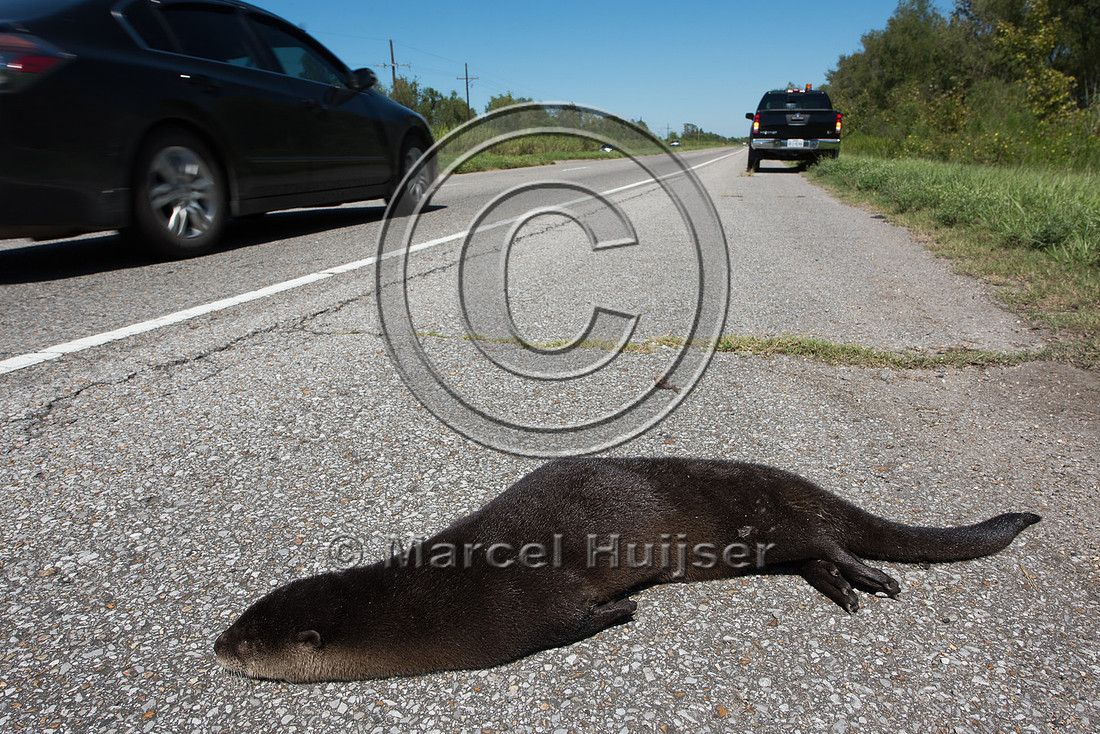 North American river otter (Lontra canadensis) roadkill, Louisia