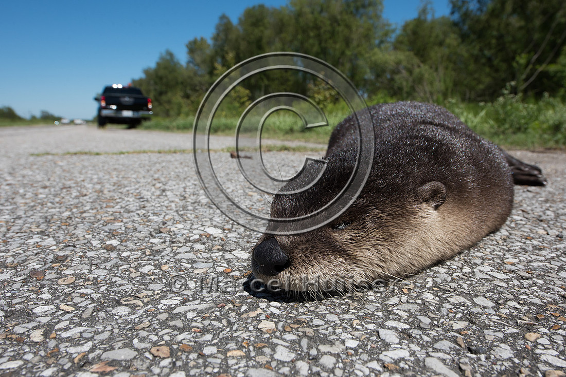 North American river otter (Lontra canadensis) roadkill, Louisia