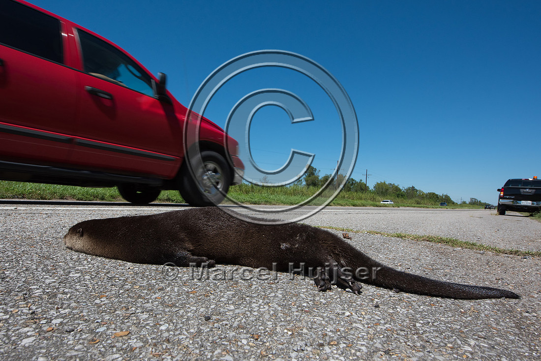 North American river otter (Lontra canadensis) roadkill, Louisia