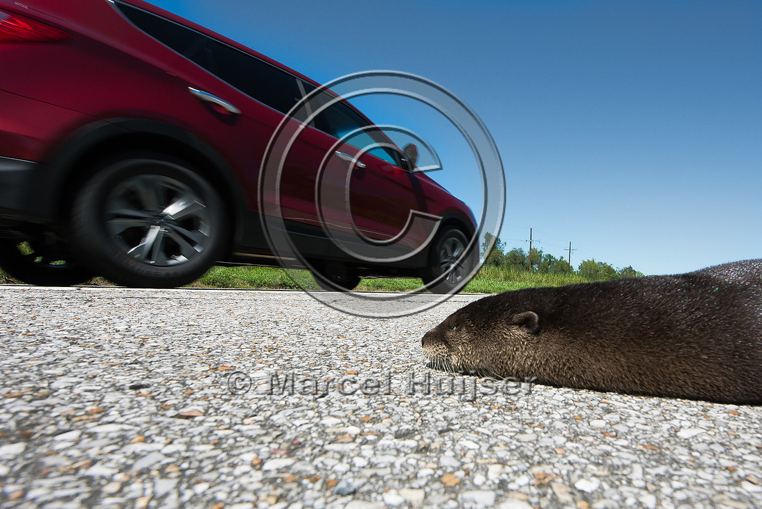 North American river otter (Lontra canadensis) roadkill, Louisia