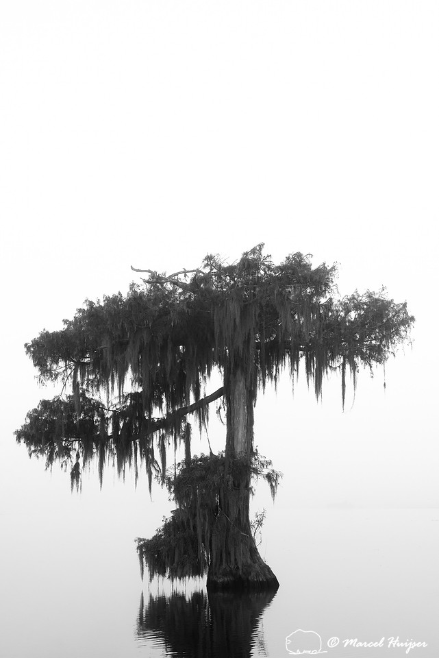 Bald cypress (Taxodium distichum), Lake Martin, Louisiana, USA
