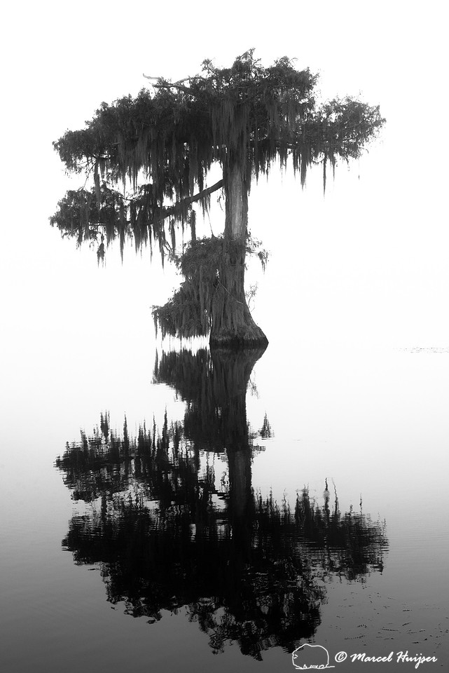 Bald cypress (Taxodium distichum), Lake Martin, Louisiana, USA